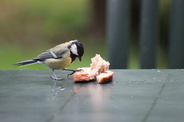 istock great titmouse eating bread on the garden table 871203502