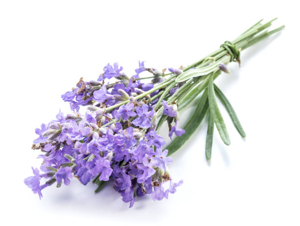 istock Bunch of lavandula or lavender flowers. 871203568