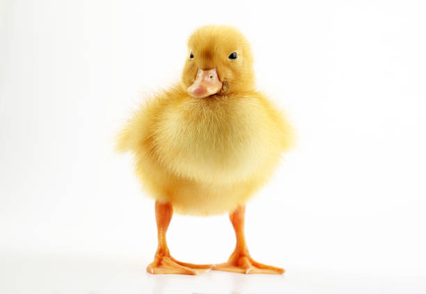 süße gelbe ente - duckling spring small offspring stock-fotos und bilder