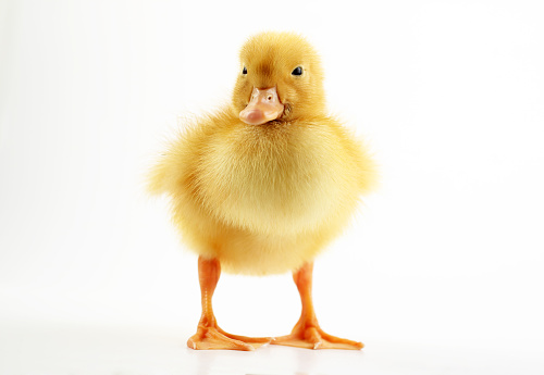 Cute yellow duck isolated on white background