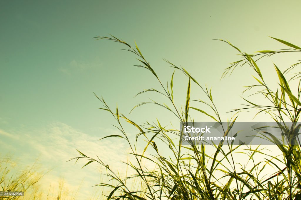 Clump of grass and sky vintage filter style Environment Stock Photo