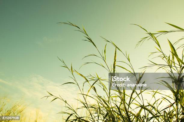 Clump Of Grass And Sky Vintage Filter Style Stock Photo - Download Image Now - Environment, Backgrounds, Beautiful People