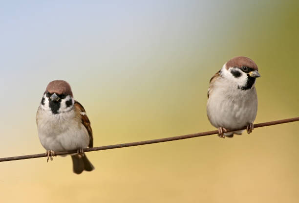 istock Two tree sparrow sits on the wire isolated on bicolor blurred backround 871208482