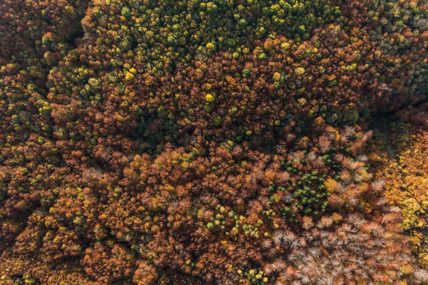 istock aerial view of the autumn forest 871209326