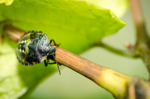 istock Shield bug - Palomena prasina on the green vine branch close up selective focus 871214764