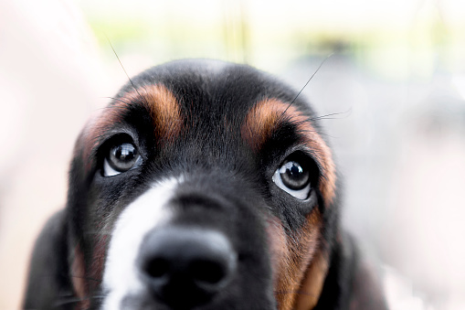 Basset hound puppy looking up
