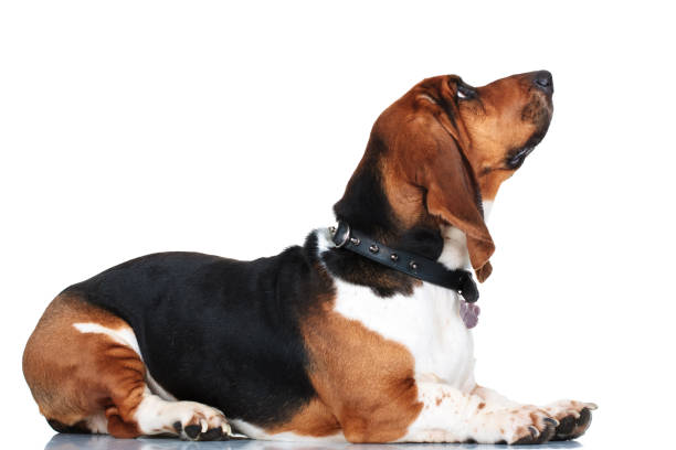 side view of a basset hound lying down looking up