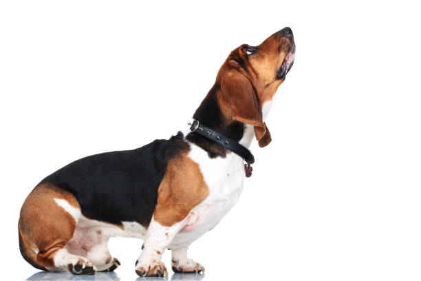 istock standing basset hound looks up on white background 871222232