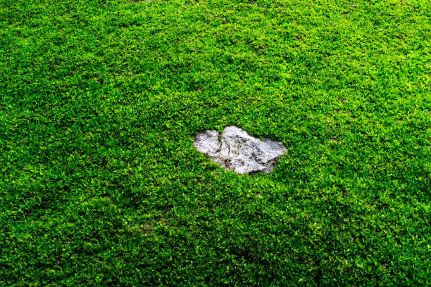istock stone on the green moss background 871222550