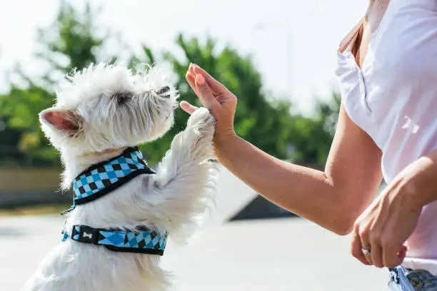 Dog give a high five to female owner