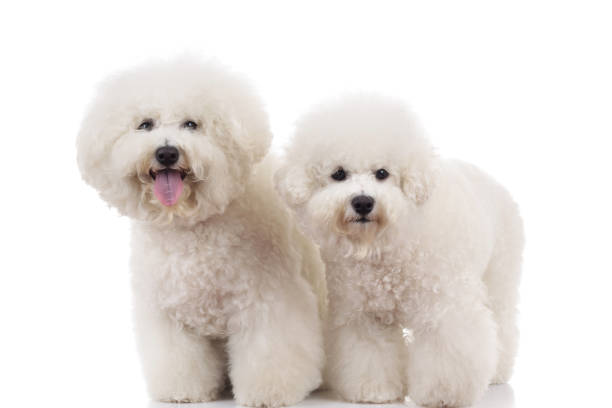 istock two cute bichon frise dogs standing 871223244