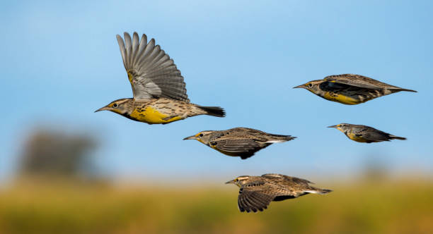 Flight of the Meadowlarks stock photo