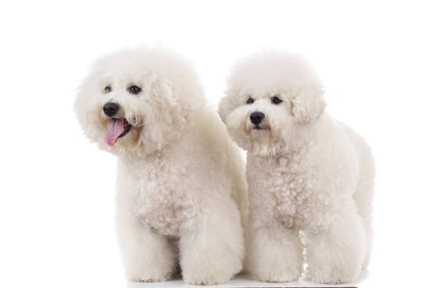 istock side view of two  panting bichon frise puppies standing 871223356