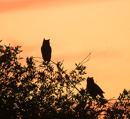 A couple of great horned owls sit in a tree in the sunset