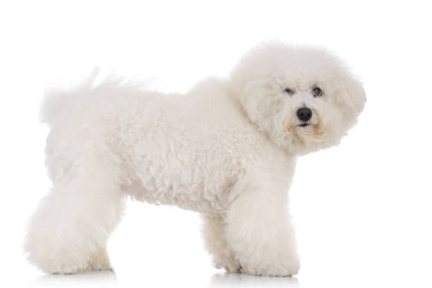 istock side view of a standing bichon frise puppy dog 871223558