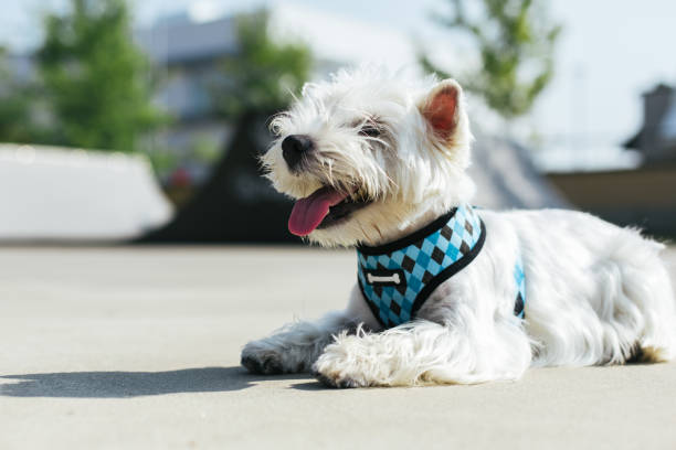 istock Westie dog lying on the ground in skatepark 871224086