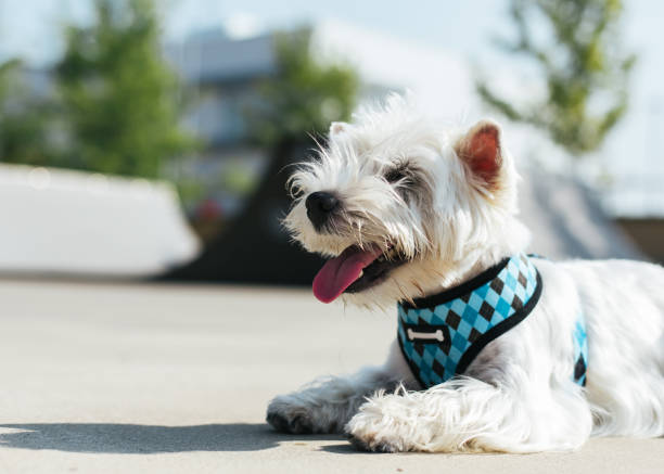 istock Dog standing on ramp in skatepark 871225594