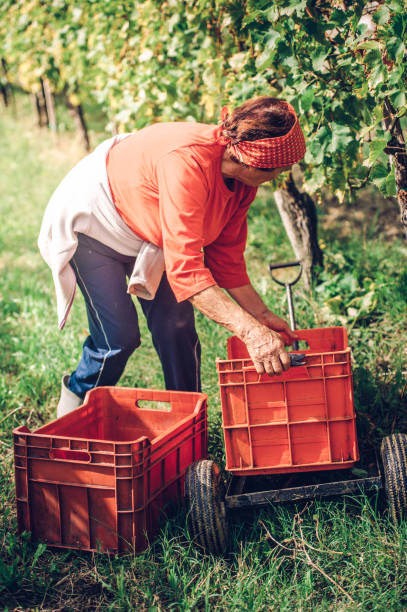 istock Senior Woman Harvesting Wine Grape at Vineyard 871225640