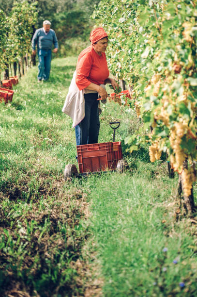 istock Senior Woman Harvesting Wine Grape at Vineyard 871225786