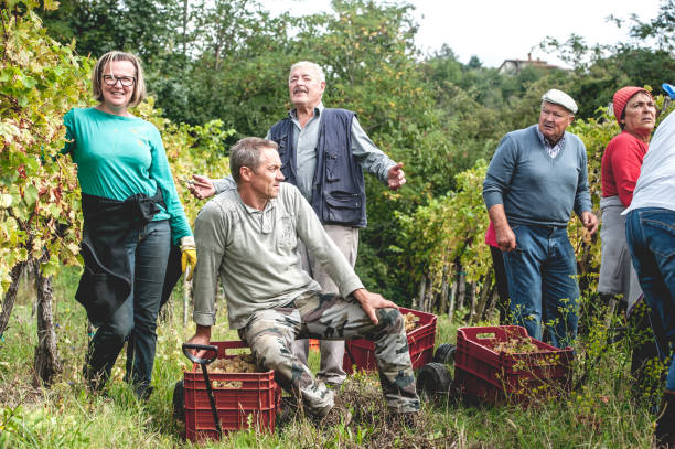 zbieranie winogron winiarskich w winnicy - senior adult caucasian farmer grape harvesting zdjęcia i obrazy z banku zdjęć