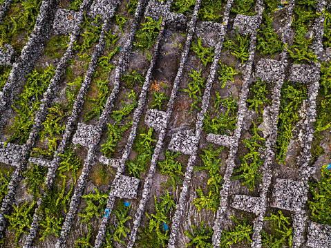 Vineyards of the Azores from above