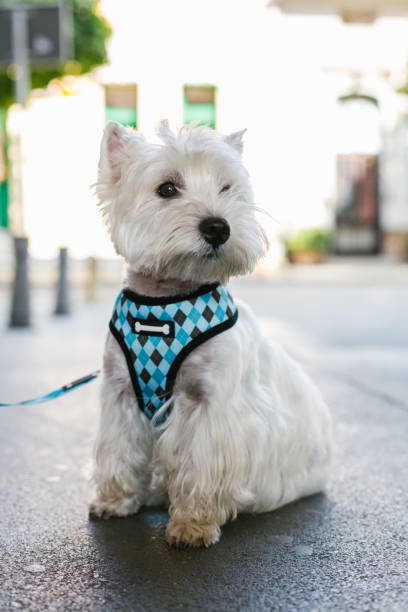 istock Portrait of white dog 871229958