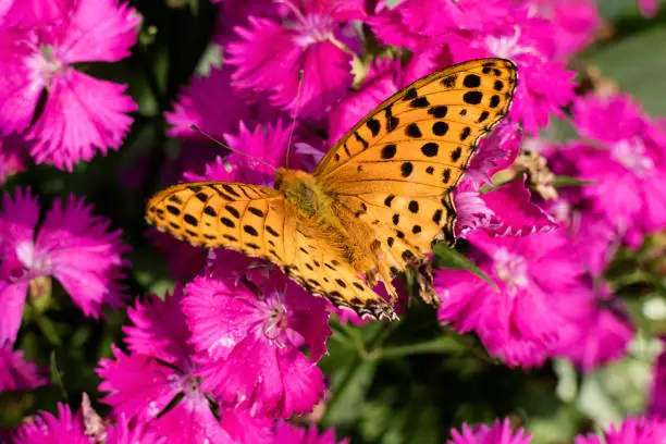 Orange Comma butterfly with black spots on pink flowers