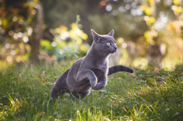 Cute russian blue cat running in nature Cute russian blue cat running in nature cat jumping stock pictures, royalty-free photos & images