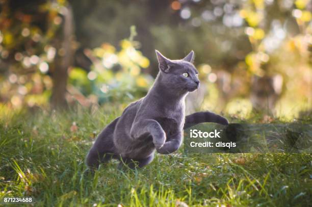 Cute Russian Blue Cat Running In Nature Stock Photo - Download Image Now - Domestic Cat, Running, Outdoors
