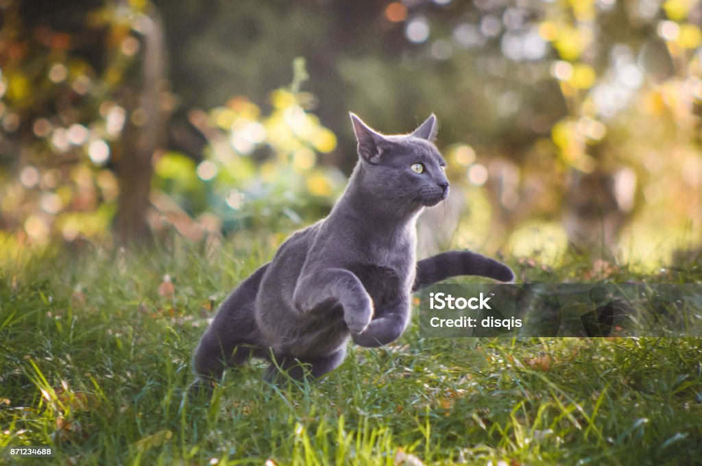 Gato azul russo bonito correndo na natureza - Foto de stock de Gato doméstico royalty-free