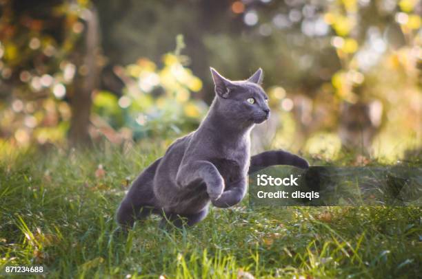 Foto de Gato Azul Russo Bonito Correndo Na Natureza e mais fotos de stock de Gato doméstico - Gato doméstico, Correr, Exterior