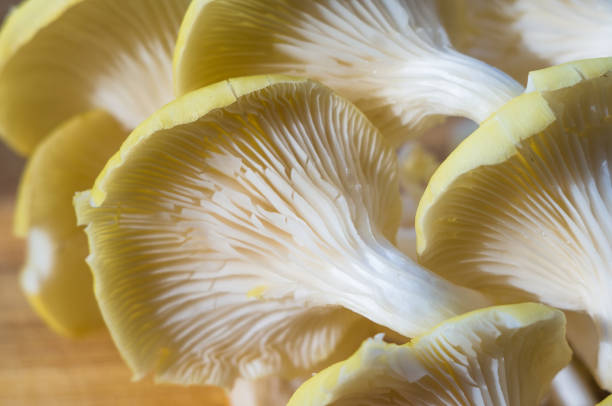 istock fresh yellow oyster mushrooms on a bamboo Board 871234936