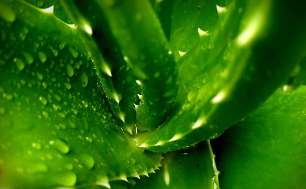 aloe vera verde fresca con goccioline d'acqua - healthy lifestyle homeopathic medicine aloe plant foto e immagini stock