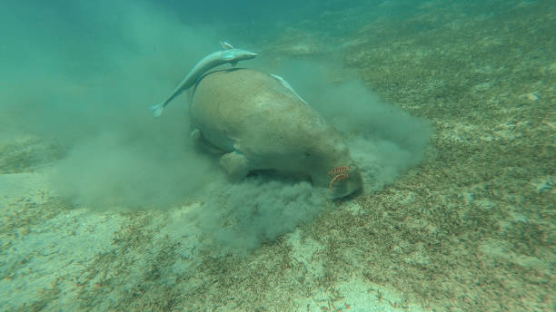 istock Dugong eats grass. Red sea. Marsa Alam. 871240064
