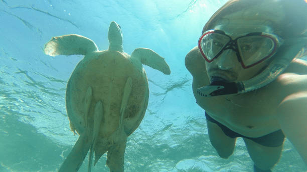istock The guy makes selfie with a sea turtle. Red sea. Marsa Alam. 871242586