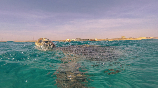 The sea turtle inhales air on the surface of the water. Red sea. Marsa Alam