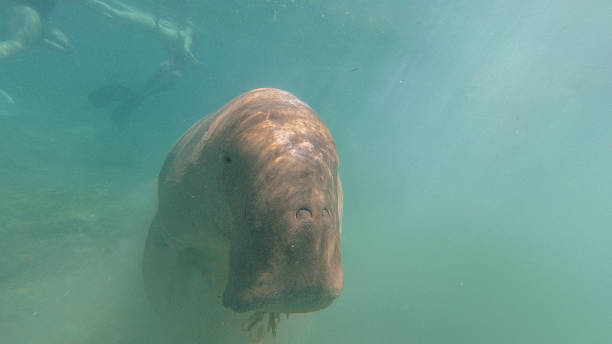 istock Dugong eats grass. Red sea. Marsa Alam. 871242858