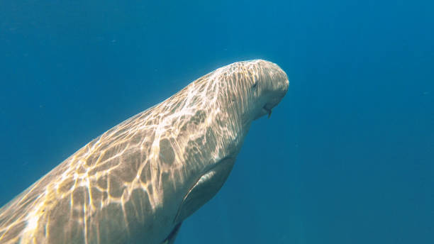 istock Dugong eats grass. Red sea. Marsa Alam. 871243362