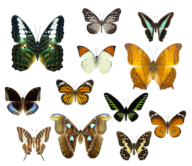 istock Set of butterfly isolated on white 871244226