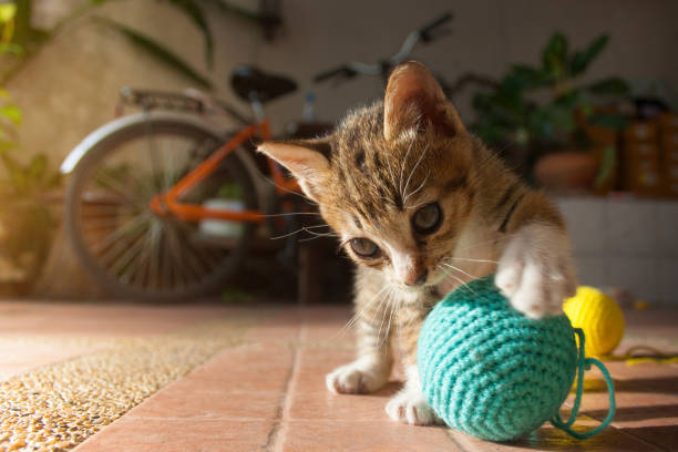 1 месяц тайский котенок играет синий шар пряжи - yarn ball стоковые фото и изображения