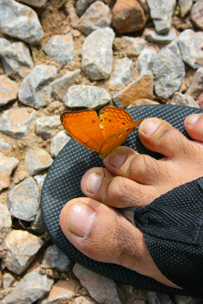 istock A beautiful orange butterfly sitting on a man's slippers 871246726