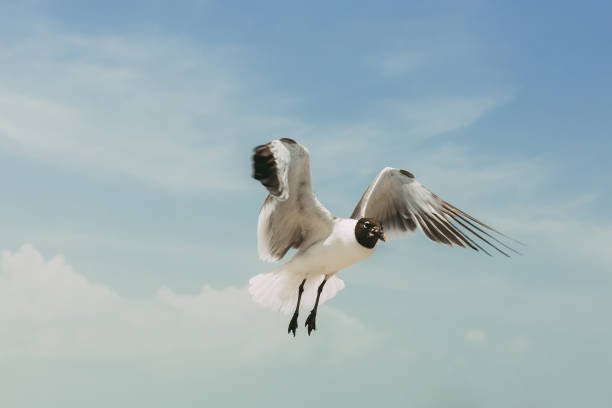 Seagull flying against blue skies stock photo
