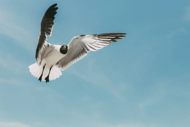 Bird seagull in flight stock photo