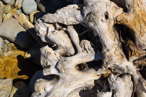 istock driftwood, washed up by the sea on a pebble beach 871250882