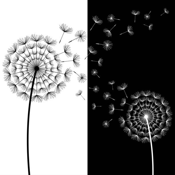 zwei schwarze und weiße löwenzahn weht - dandelion freedom silhouette wind stock-grafiken, -clipart, -cartoons und -symbole