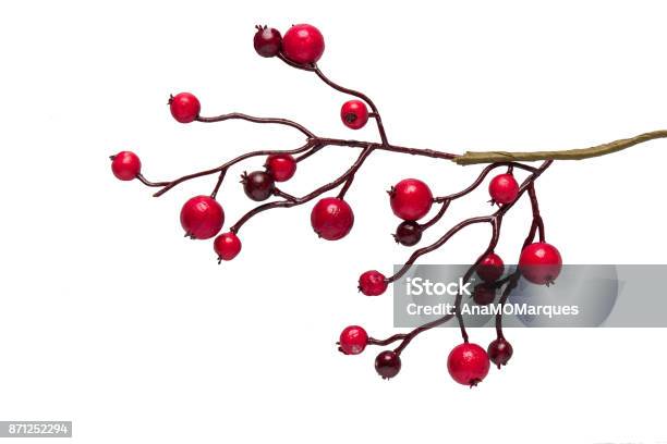 Agrifoglio Di Bacche Rosse Isolato Su Sfondo Bianco - Fotografie stock e altre immagini di Bacca