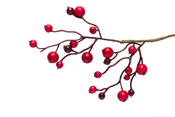 istock Red berries holly isolated on white background 871252294