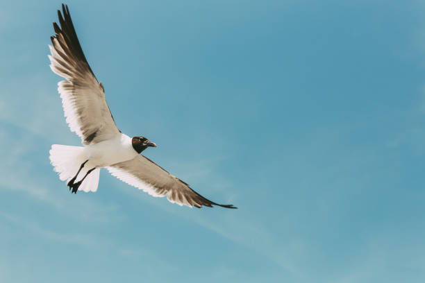 Seagull in the skies stock photo