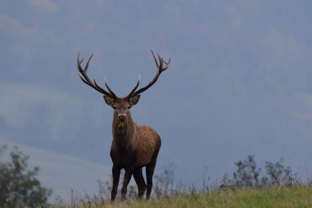 portrait of forest stag during the pairing season stock photo