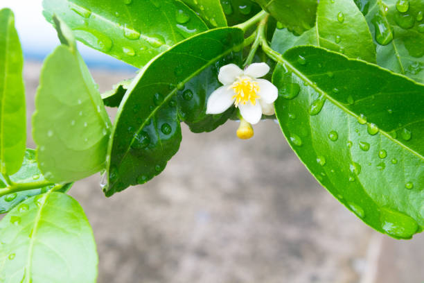 istock The rainy falling on the leaf , rainy drop on the leaf 871258972
